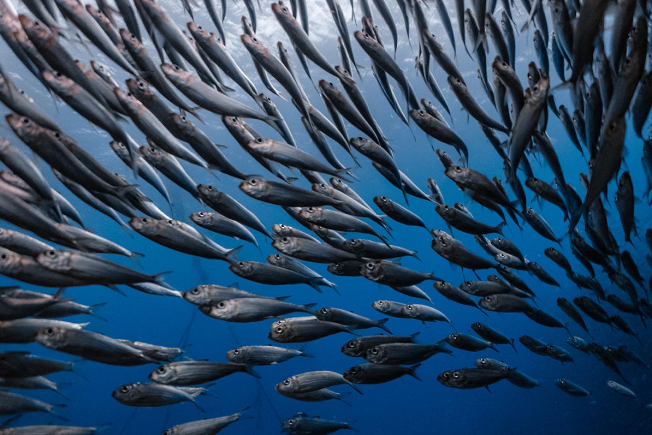 Sardine school
