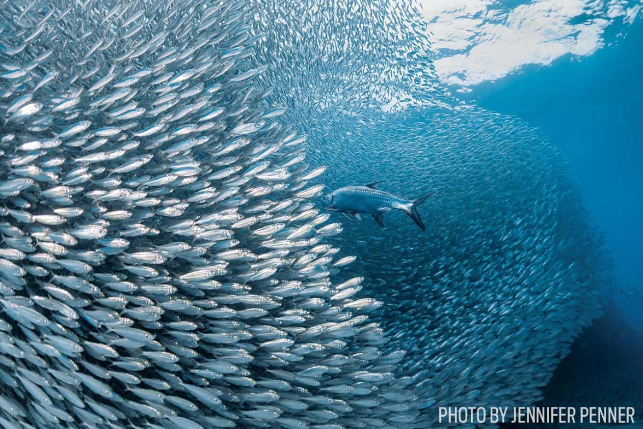 school of tarpon in Bonaire