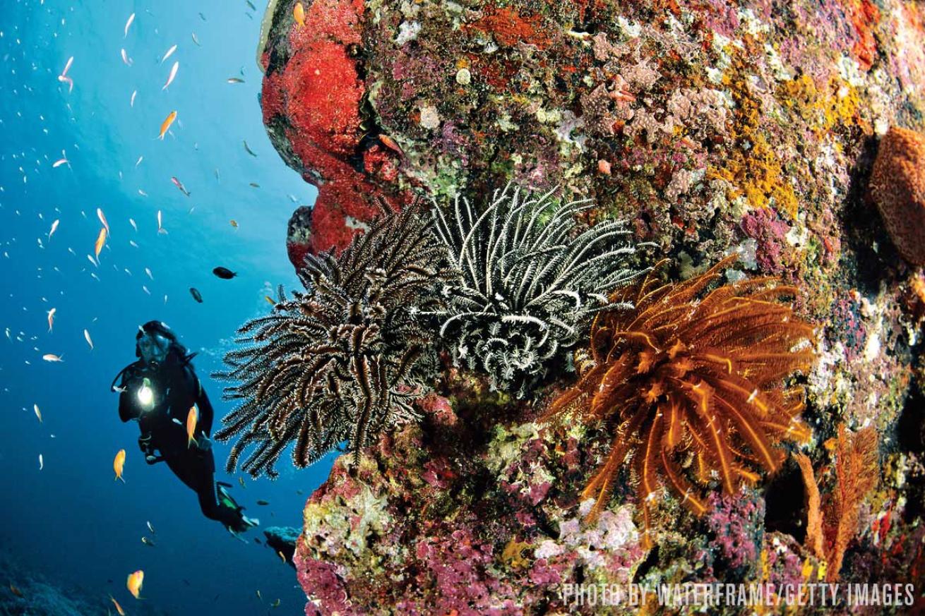 Thailand scuba diving Similan Islands