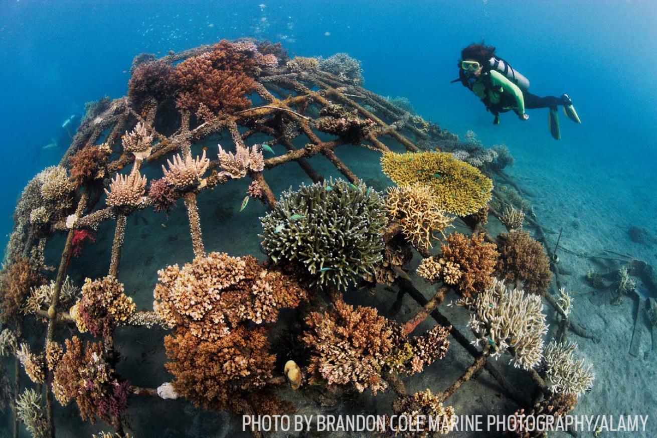 artificial reef scuba diving bali