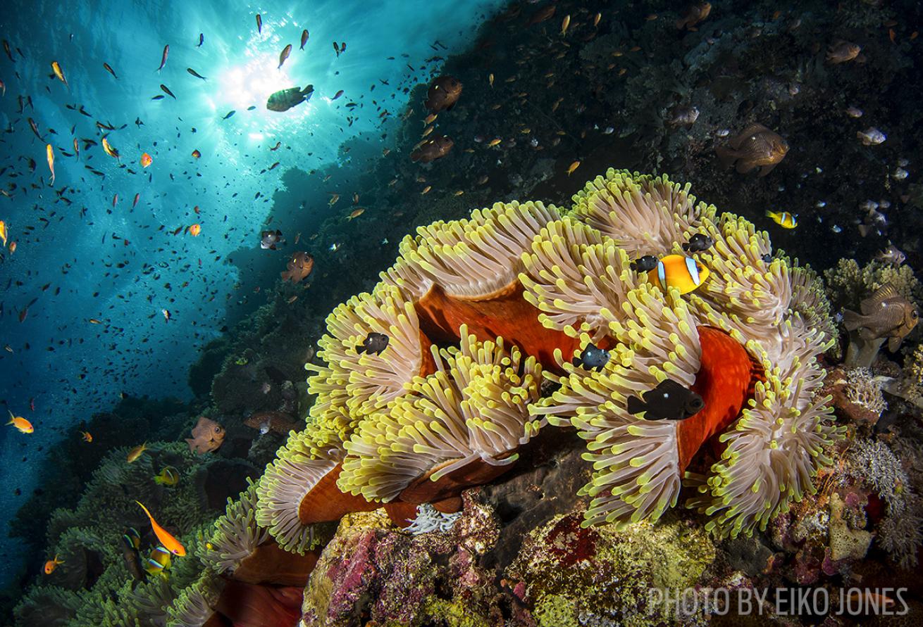 scuba diving red sea