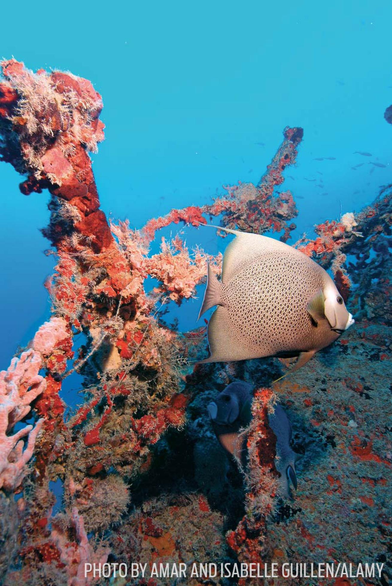 scuba diving wreck florida eagle