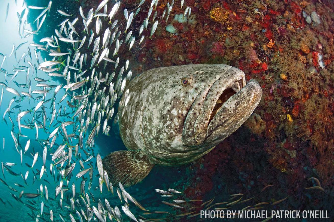 Goliath Grouper scuba diving florida
