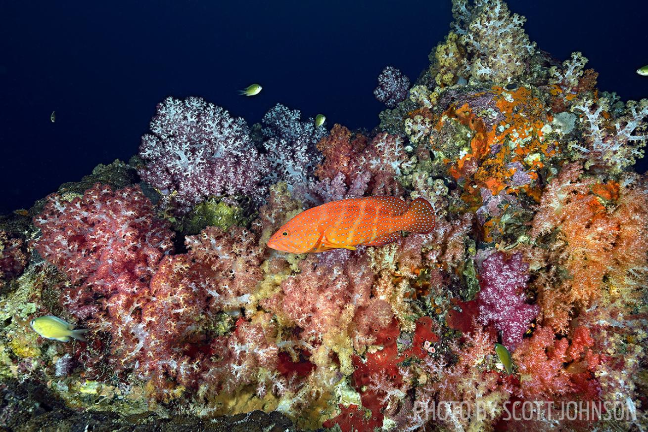 scuba diving thailand hin muang