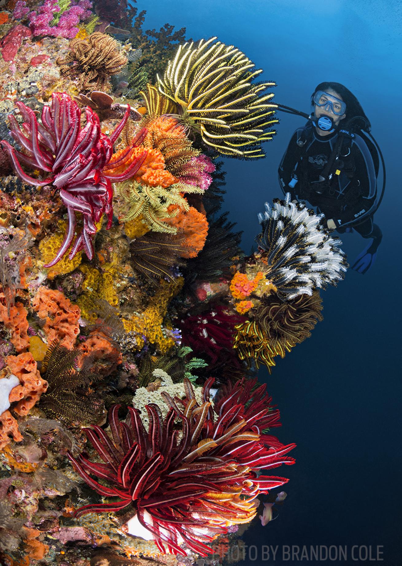scuba diving indonesia komodo