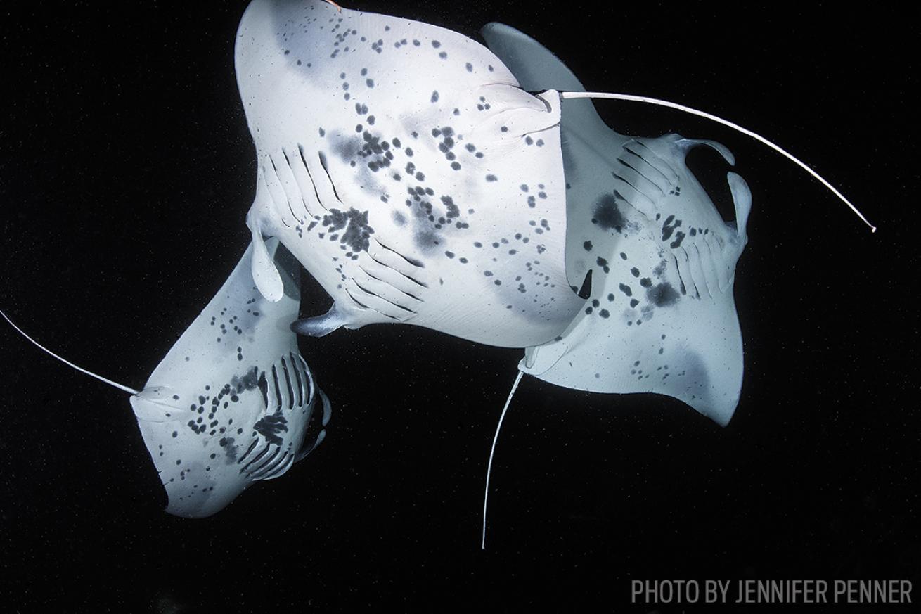 scuba diving manta rays night