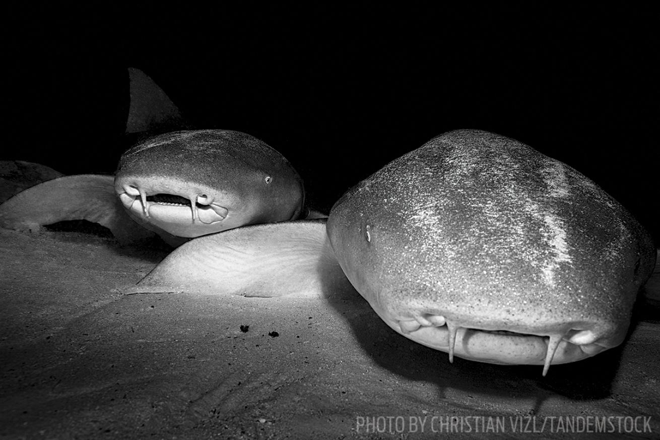 nurse sharks maldives scuba diving