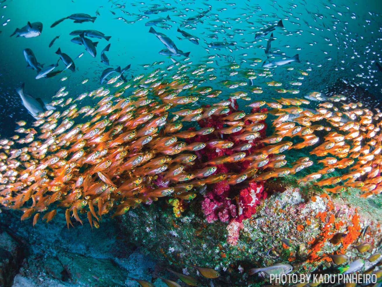 schooling fish scuba diving Oman