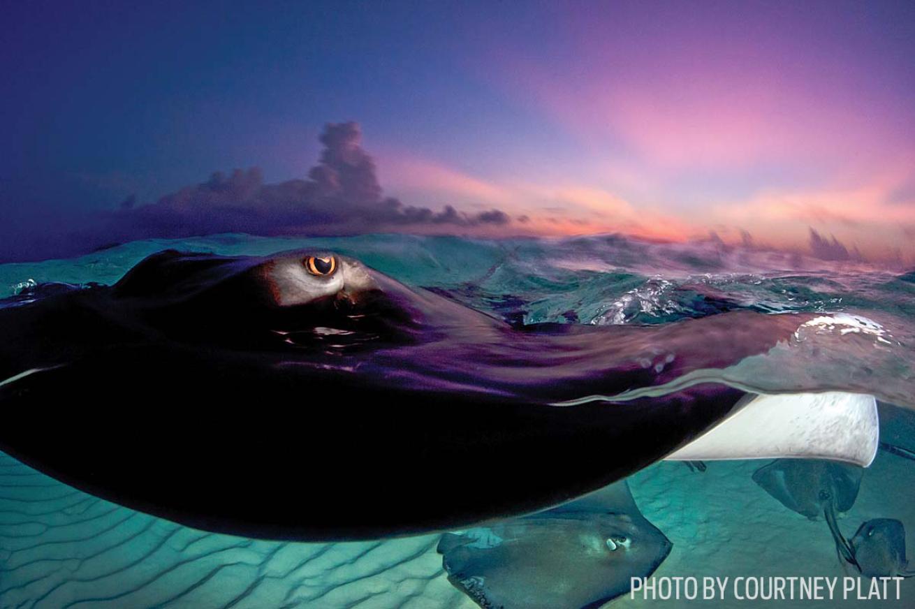 high iso underwater photos