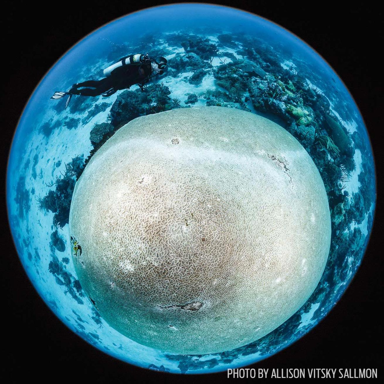fisheye photography underwater trends