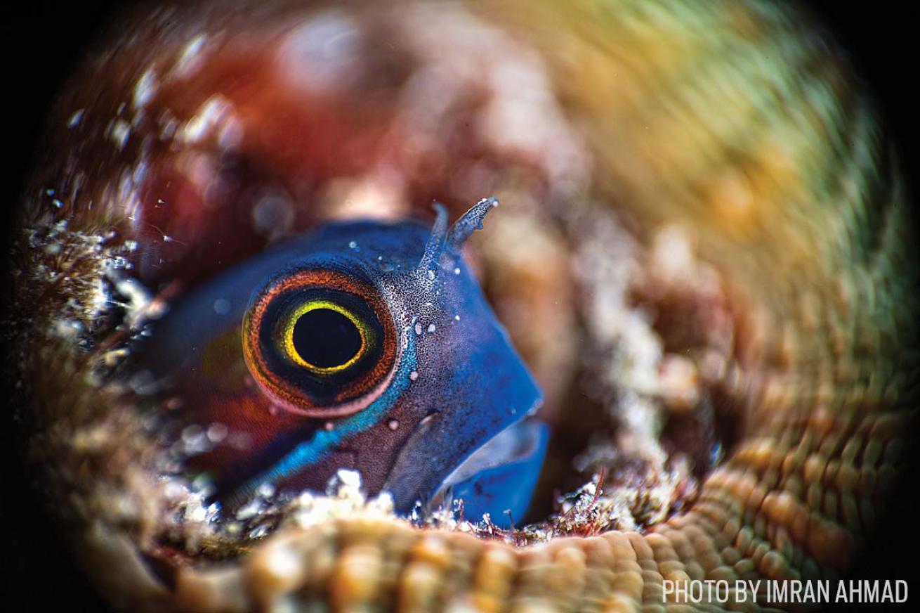 underwater photography new techniques