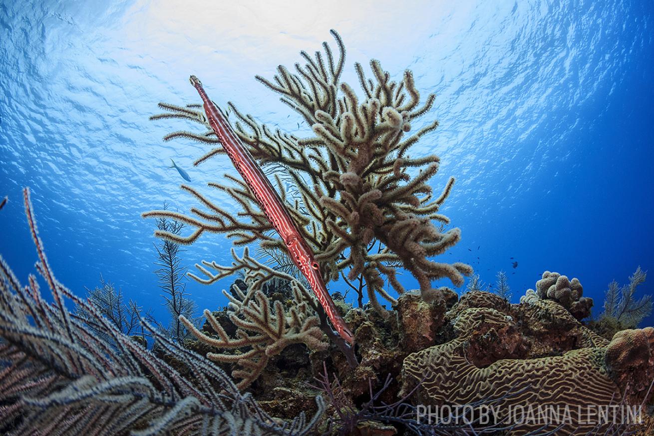 Underwater photo trumpetfish Grand Cayman