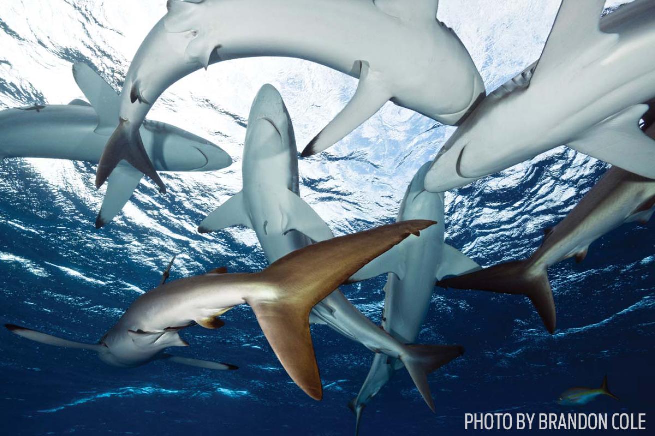 Sharks underwater Cuba scuba diving