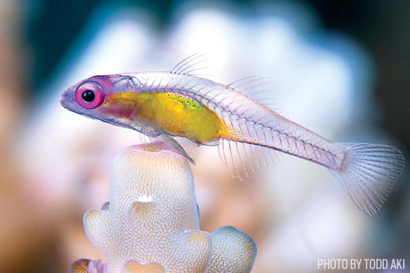 scuba diving romblon philippines