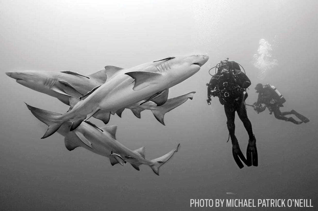 Lemon Sharks underwater jupiter photo