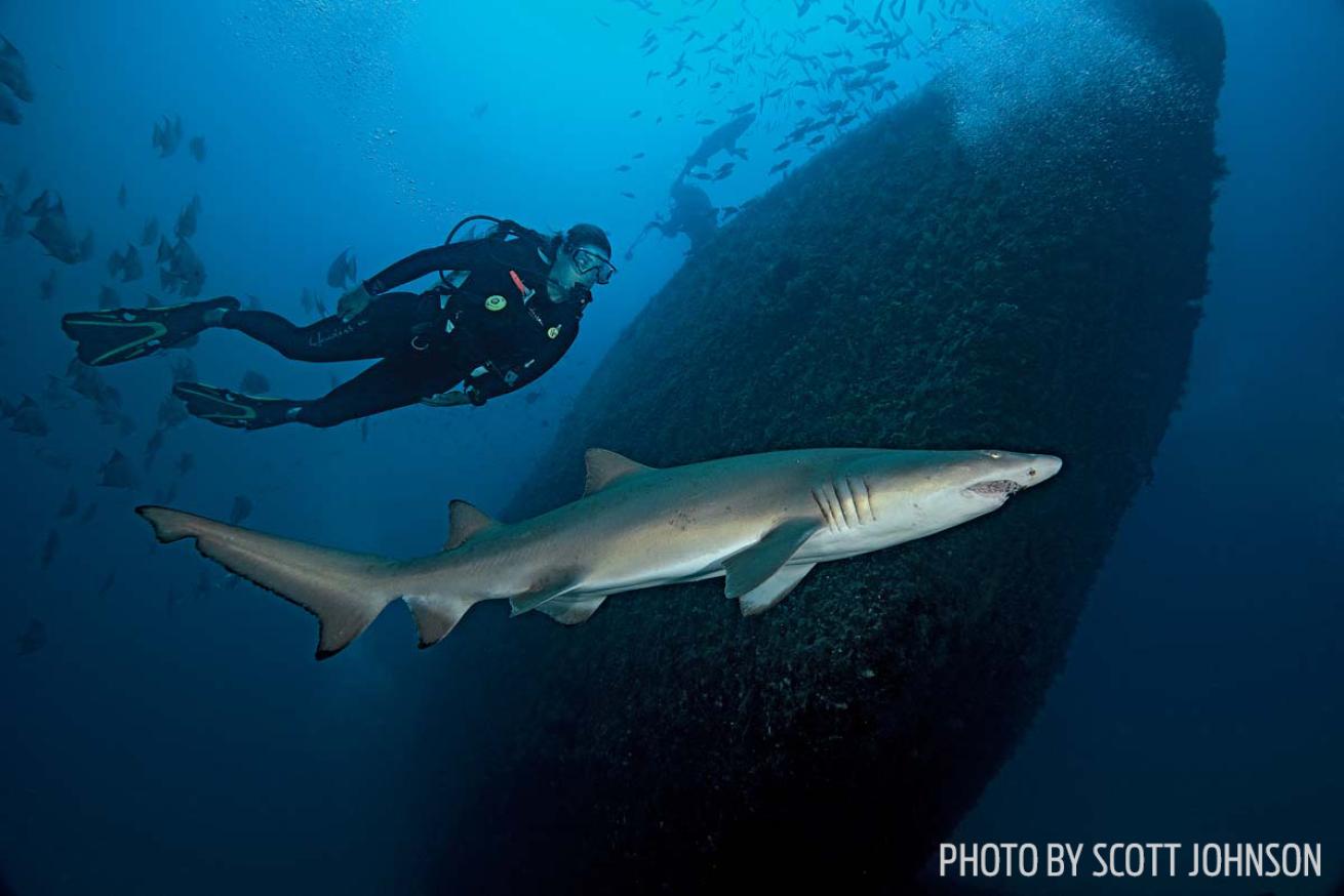 Tiger shark underwater scuba diving shipwreck