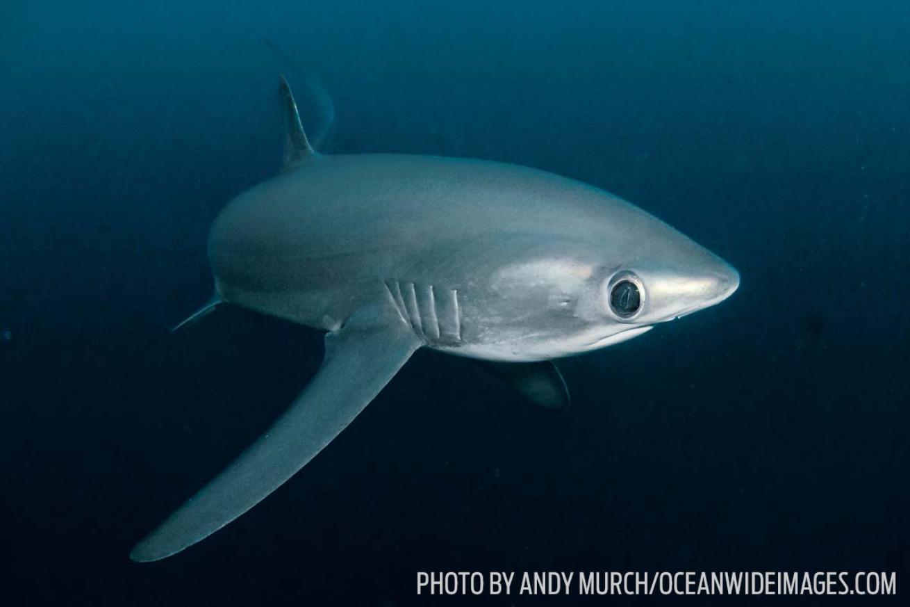 Pelagic thresher shark Philippines