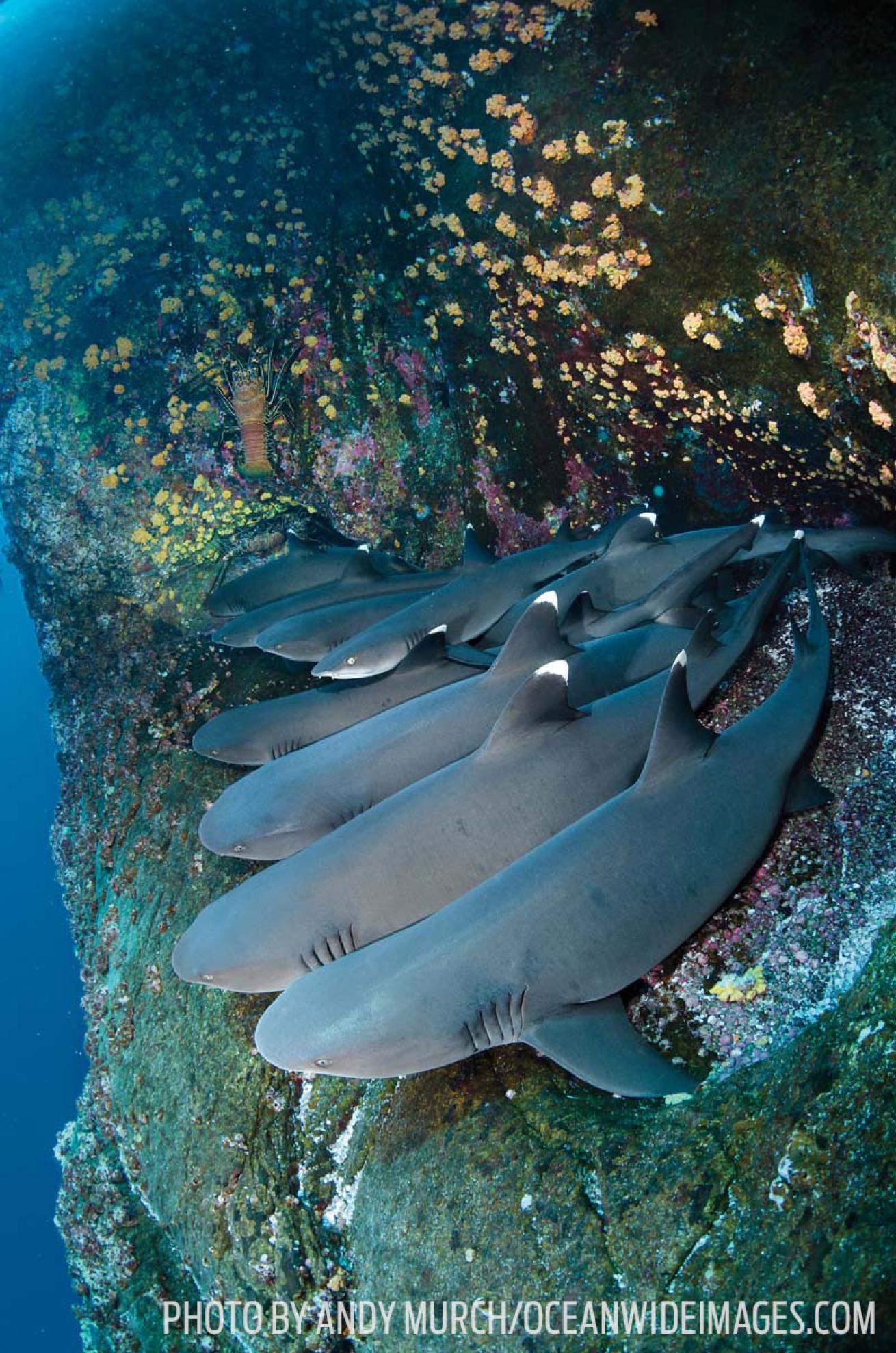 Whitetip reef sharks underwater mexico