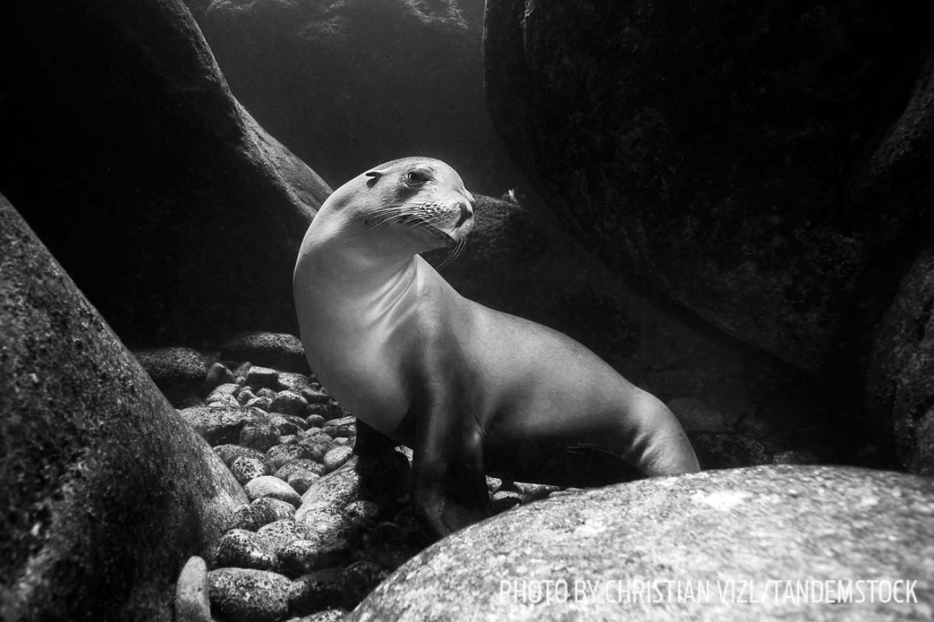 sea lion baja california sea of cortez