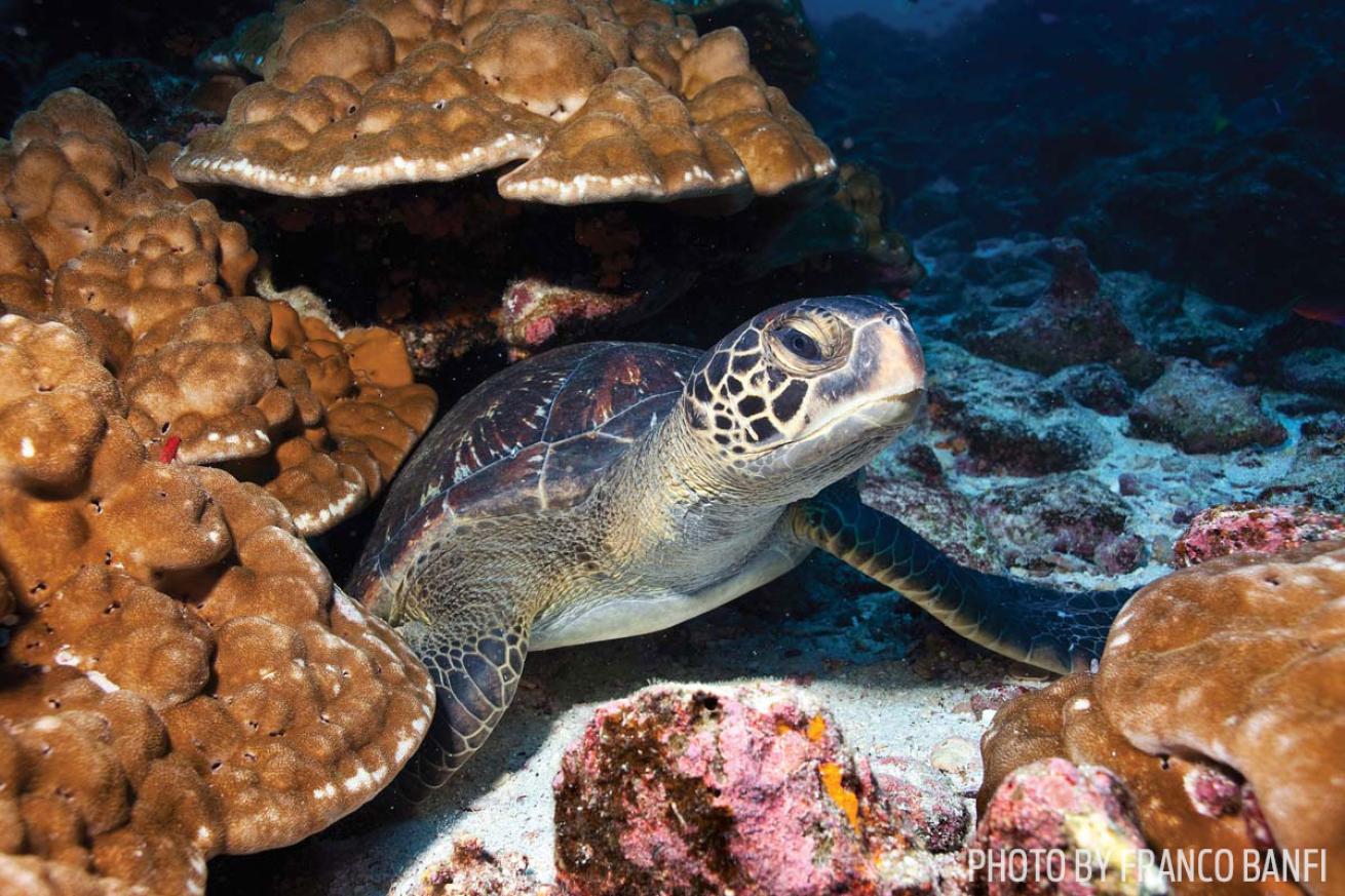 Sea turtle underwater Galapagos Islands