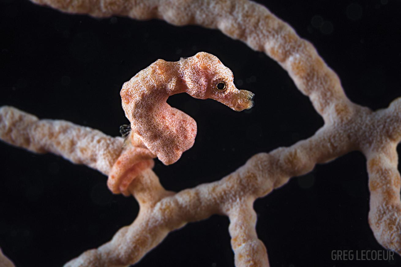 pygmy seahorse