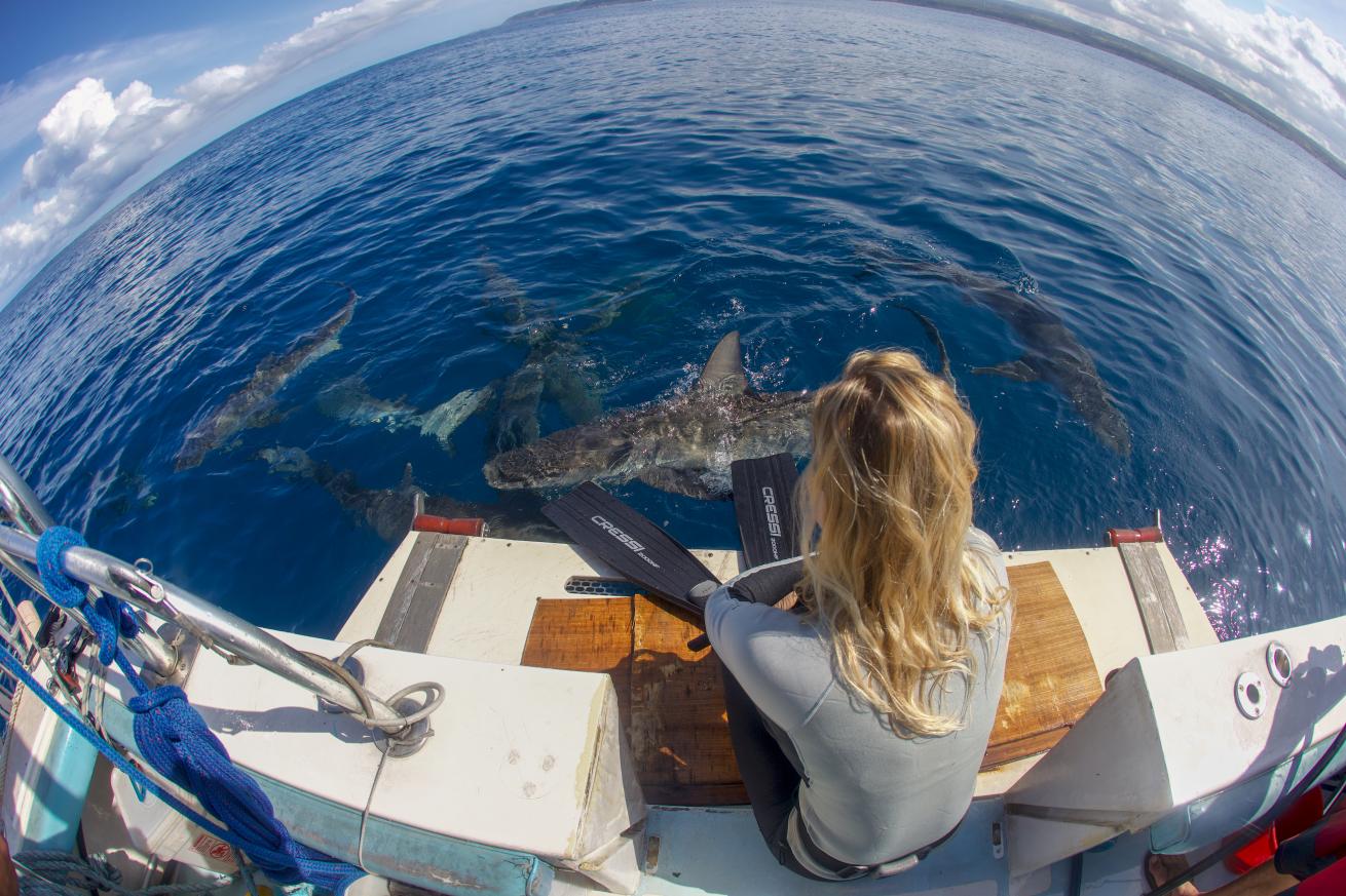 Shark Allies
