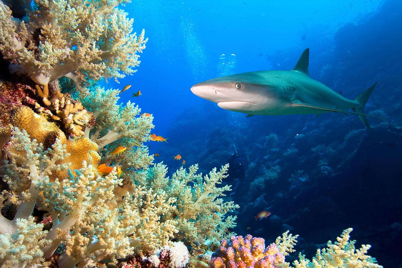A shark swims in a coral reef.
