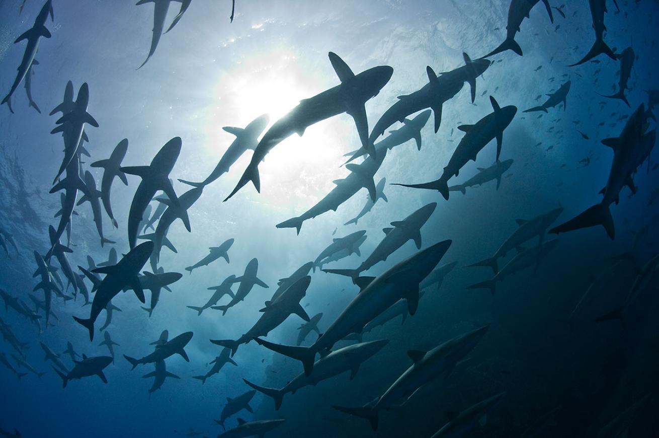 silky sharks mexico