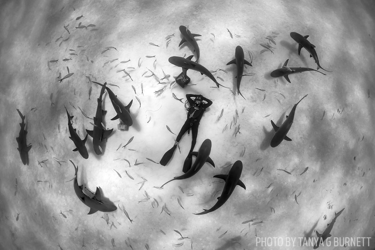 scuba diving sharks bahamas