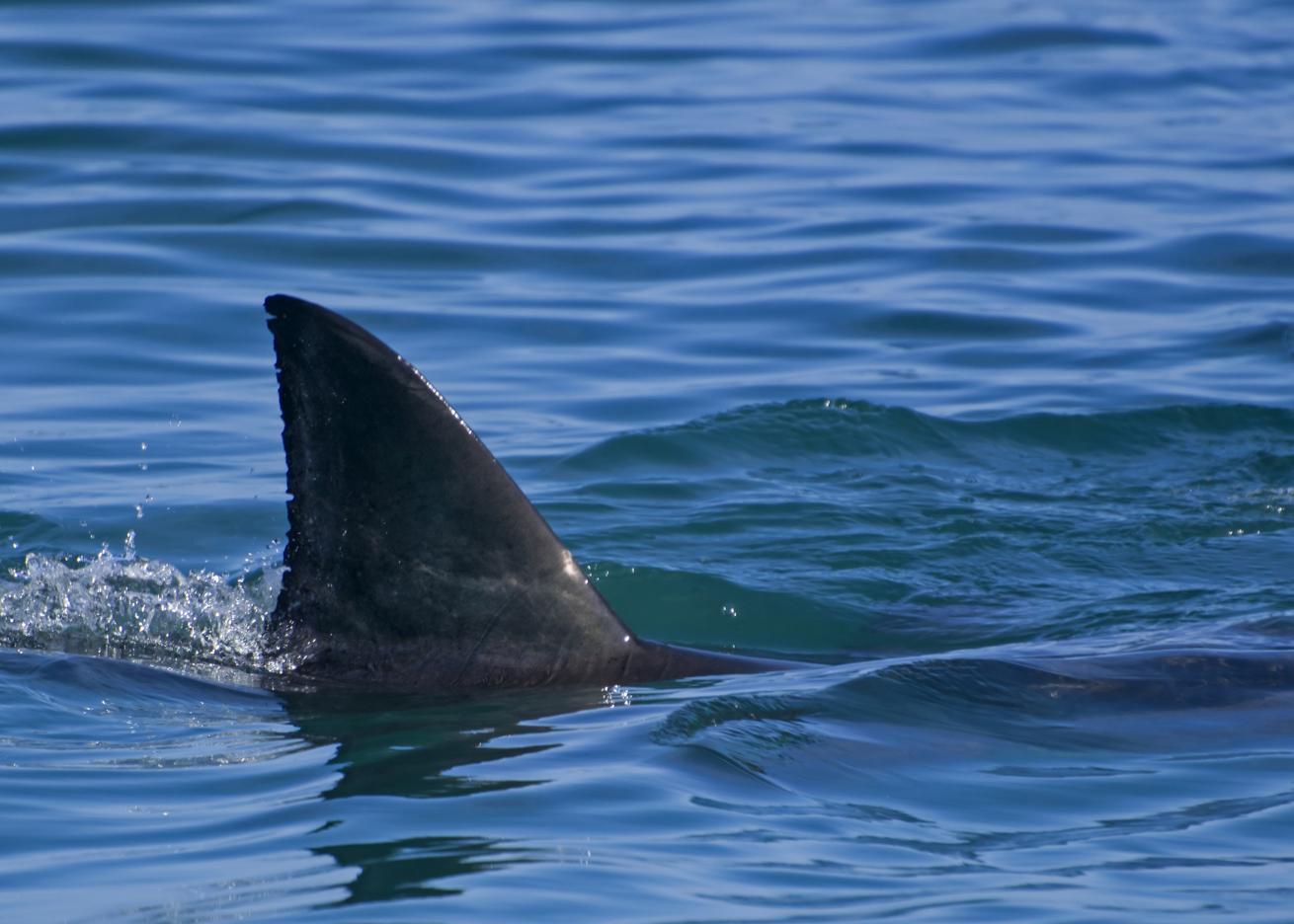 shark bites decline
