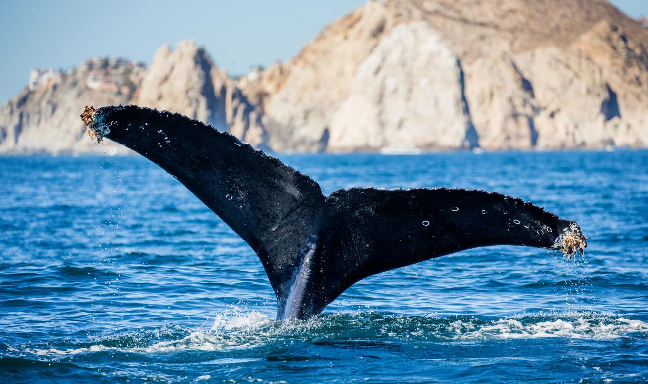 sea of cortex mexico humpback whale