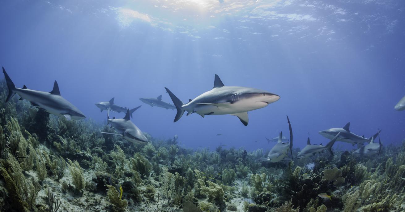 caribbean reef shark cuba