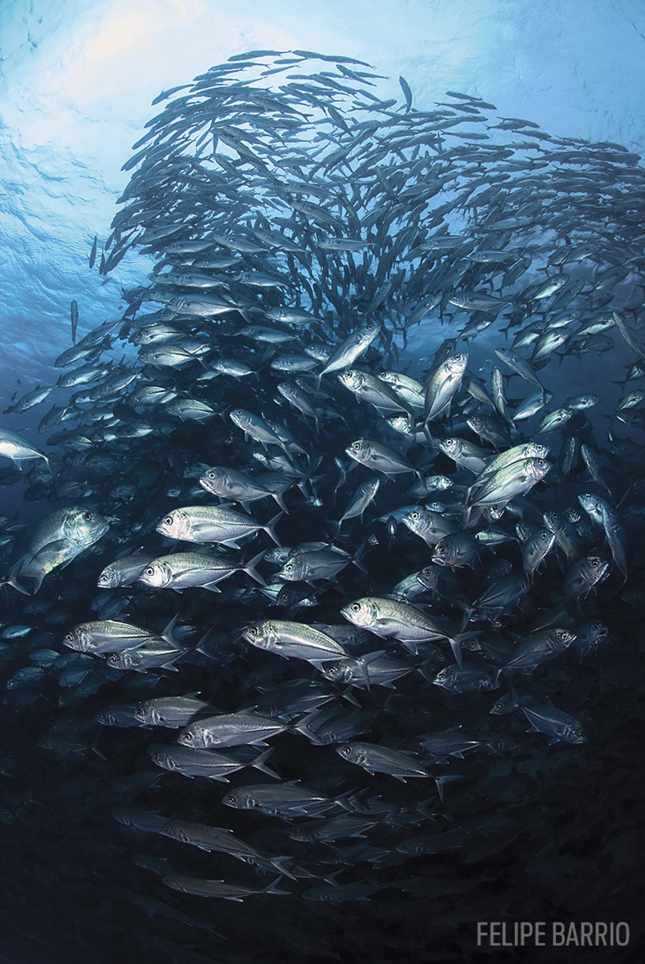 schooling fish sipadan