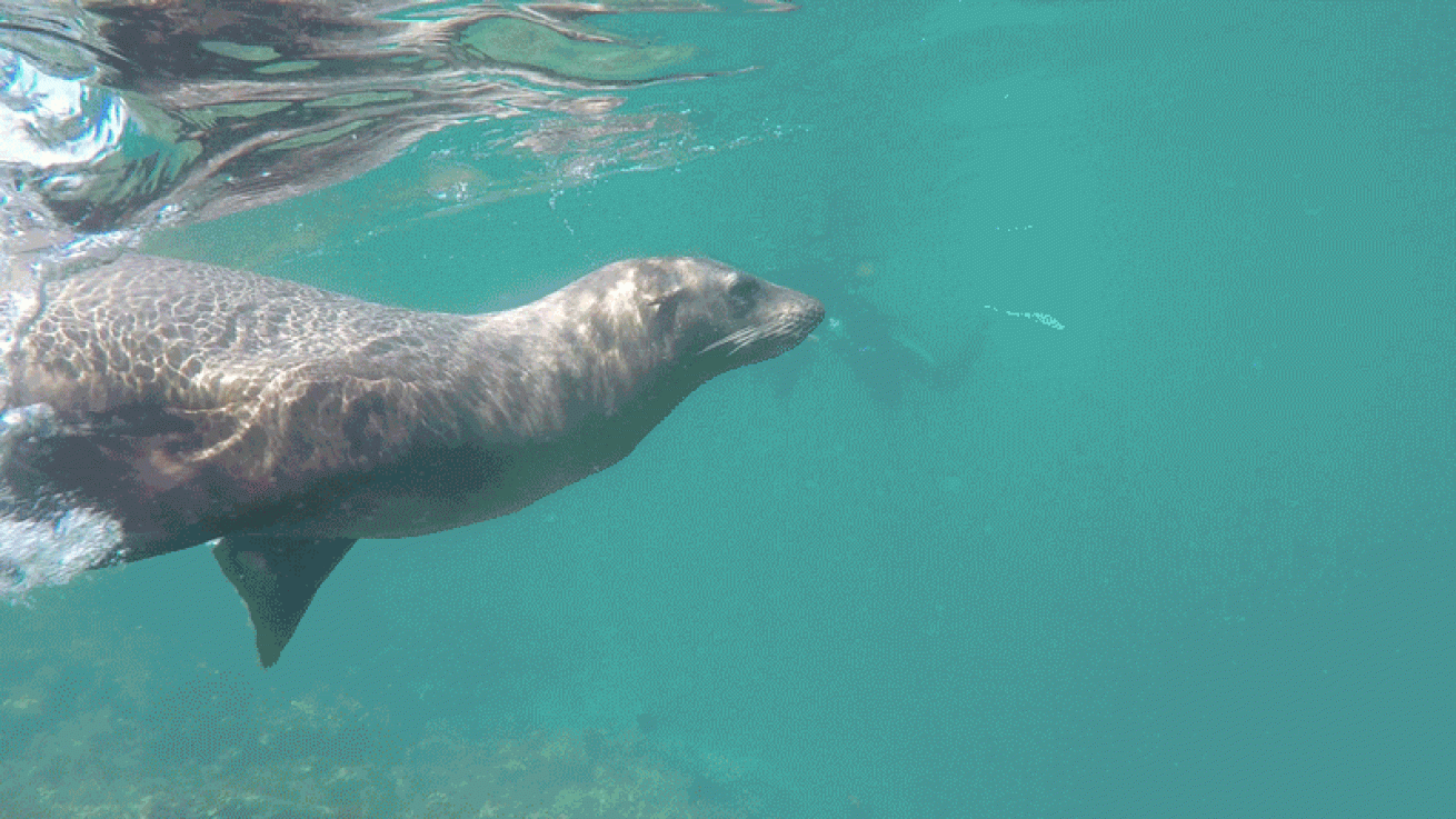 sea lion playing video