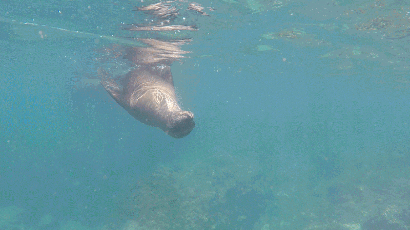 sea lion playing video