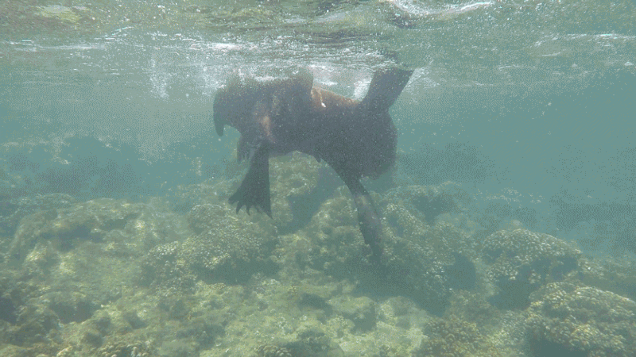 sea lion playing video