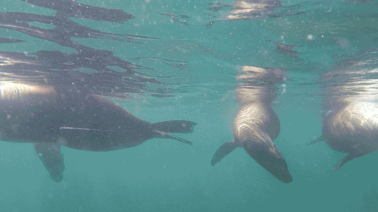 sea lion playing video