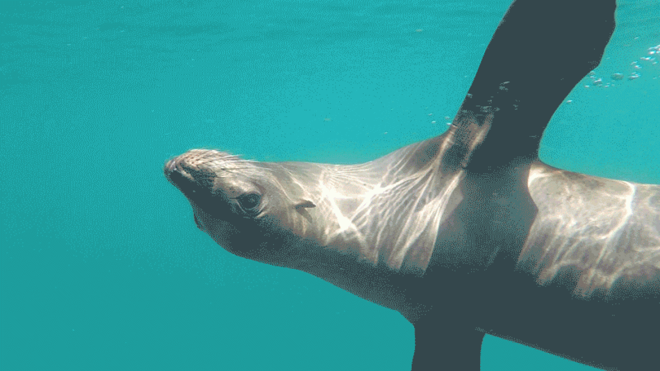 sea lion playing video