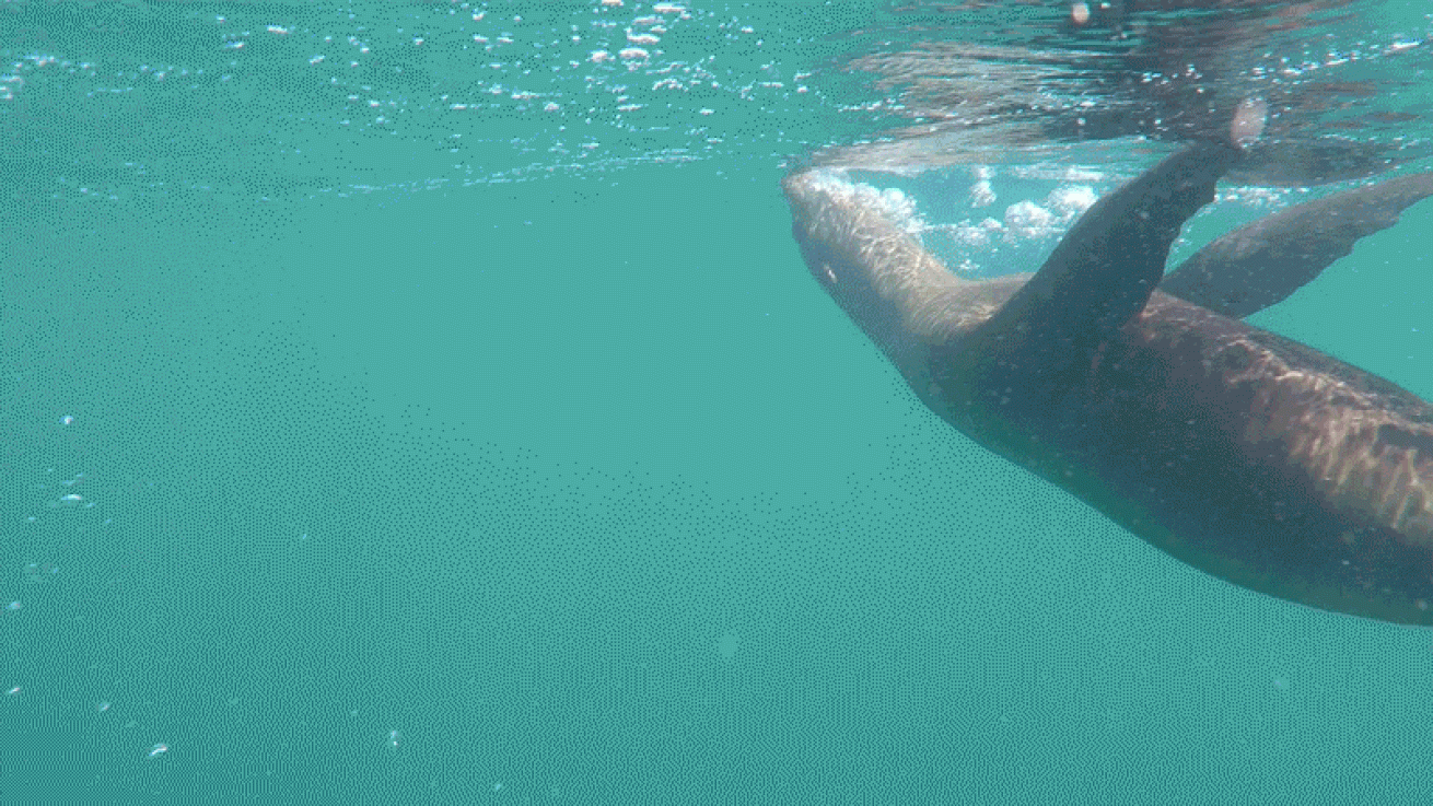 sea lion playing video