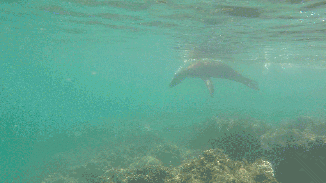 sea lion playing video