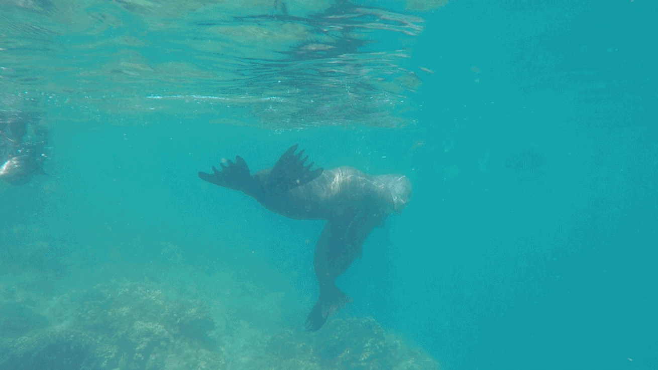 sea lion playing video
