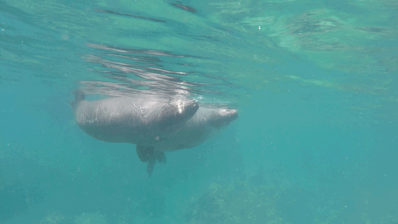 sea lion playing video