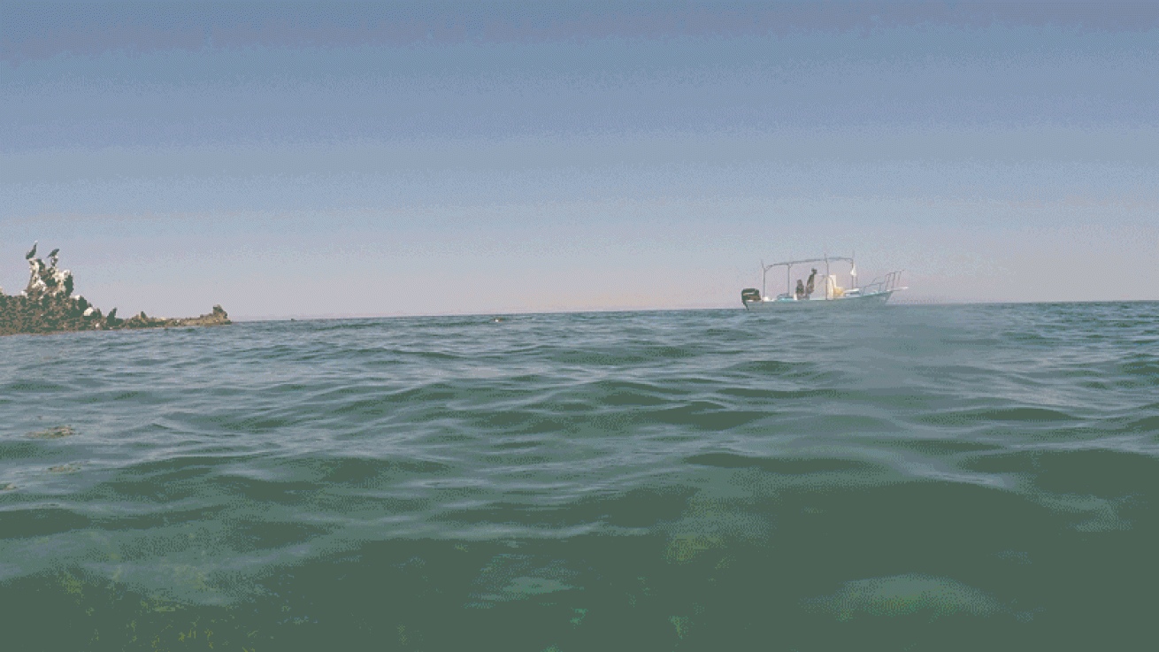 sea lion playing video