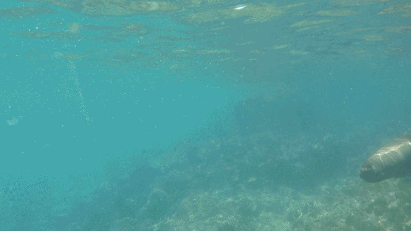 sea lion playing video