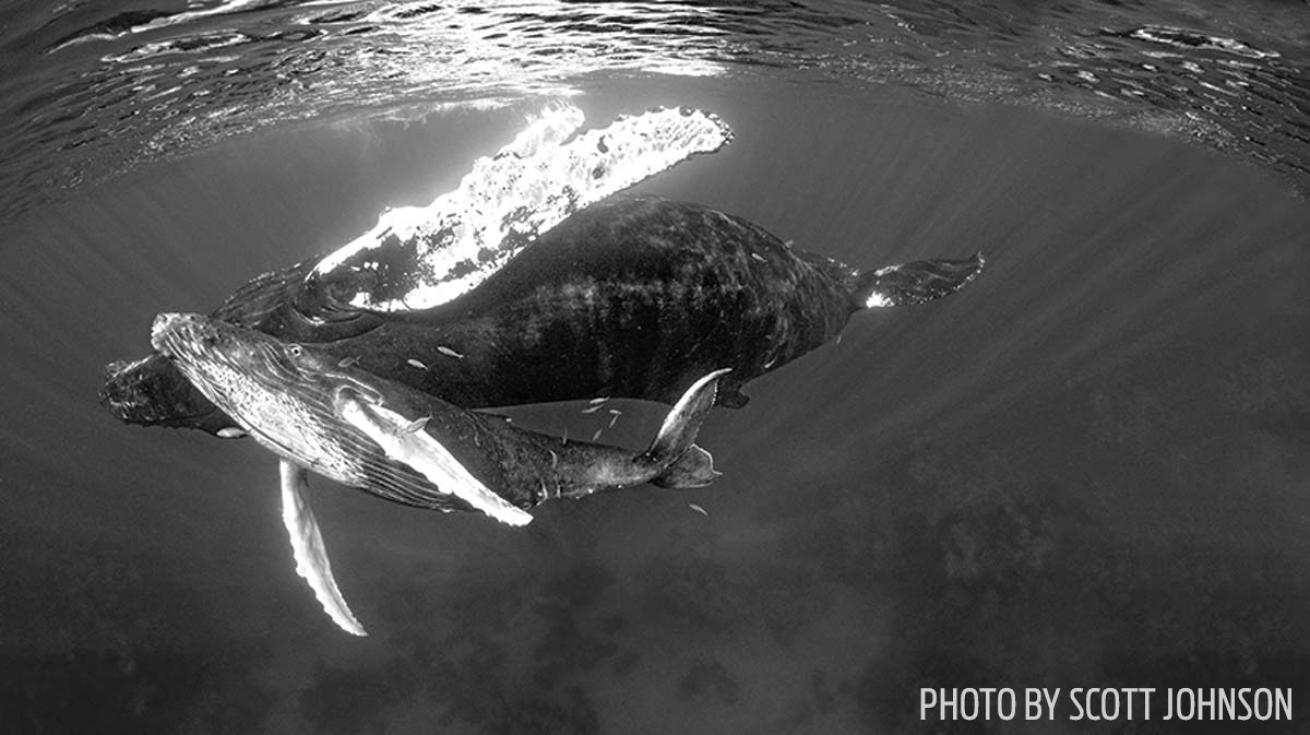 Humpback whale silver bank calf