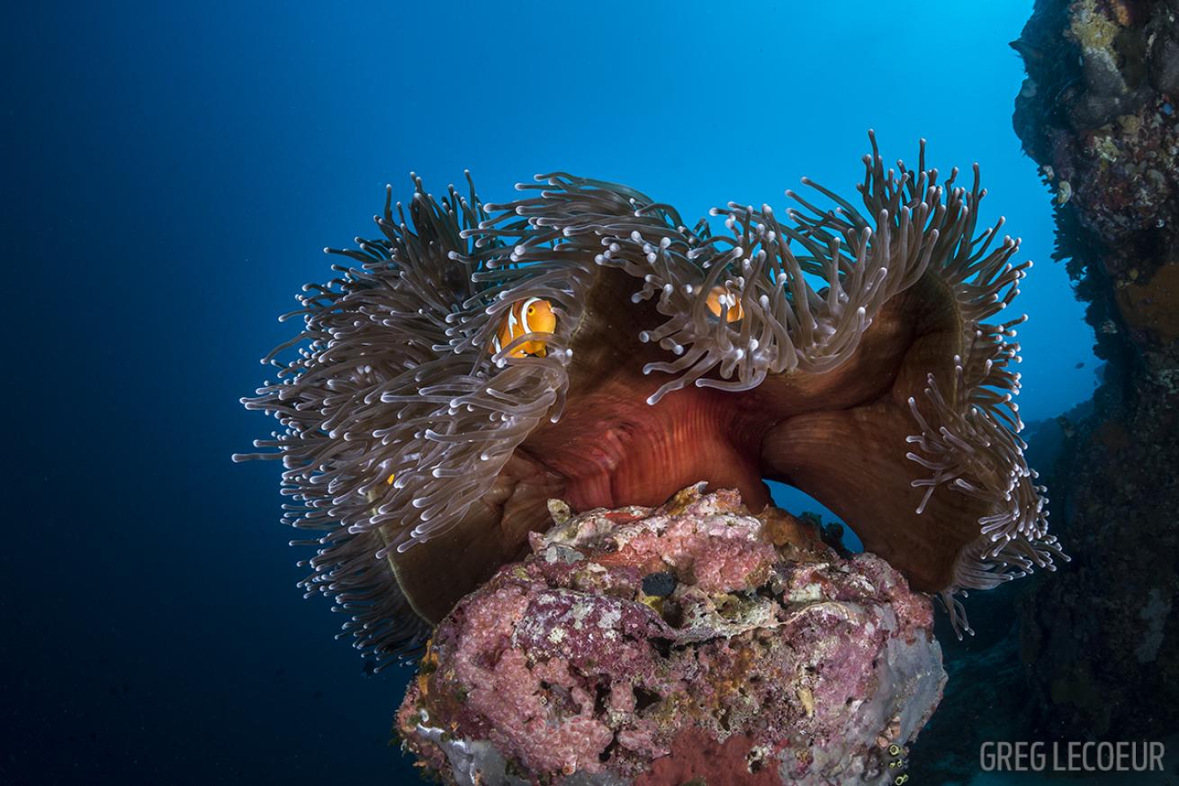 solomon islands scuba diving