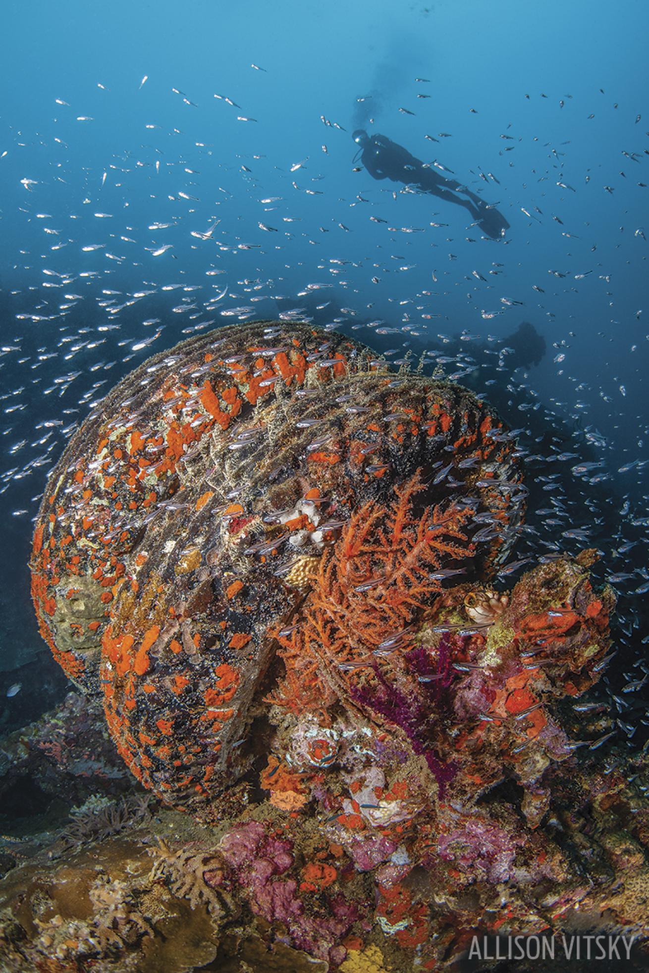 wreck diving solomon islands