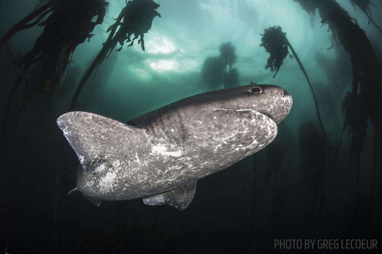 broadnose sevengill shark