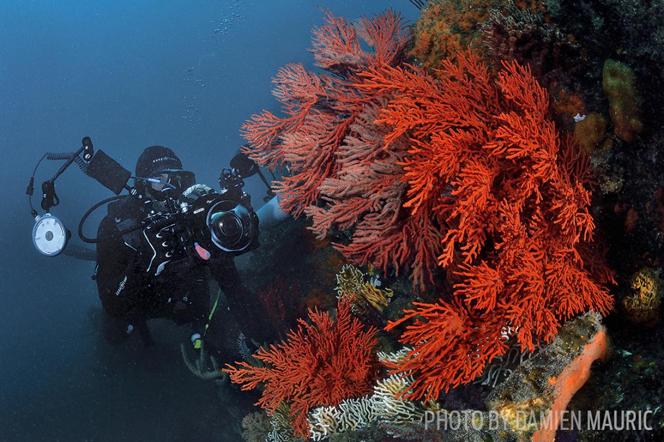 South Africa scuba diving