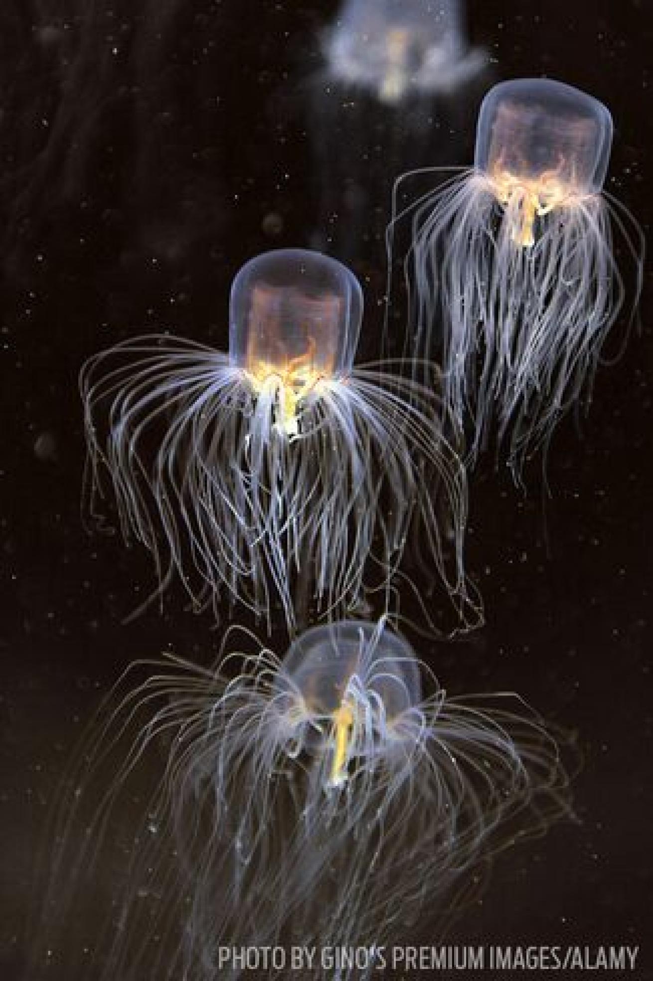 The box jellyfish